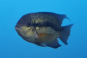 Aequidens pulcher