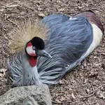 Grey Crowned Crane
