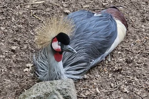 Oostelijke grijze kroonkraanvogel