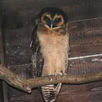Brown Wood-owl