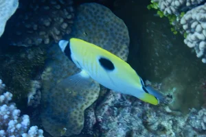 Tränentropfen-Falterfisch