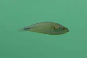 Stethojulis terina