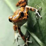 Strawberry Poison Frog