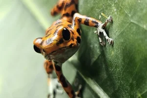 Aardbeikikker