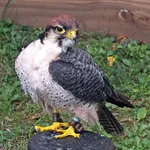 Lanner Falcon