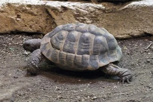 Westelijke Griekse Landschildpad