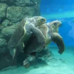 Loggerhead