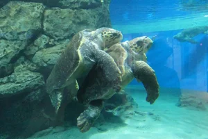 Dikkopschildpad