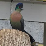 Purple-crested Turaco