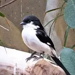Long-tailed Fiscal