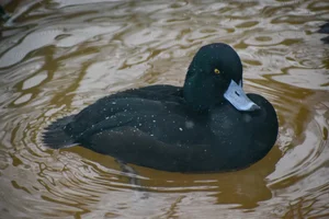 Nieuw-Zeelandse Topper