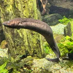 South American lungfish