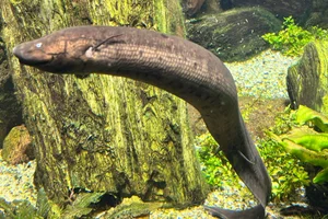 Südamerikanischer Lungenfisch