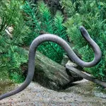 Rio Cauca Caecilian