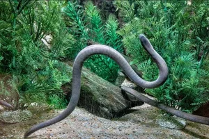 Rio Rauca wormsalamander