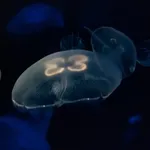 Moon Jellyfish