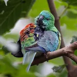 Red-rumped Parrot