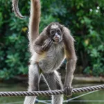Variegated Spider Monkey