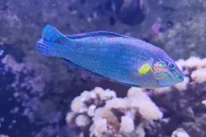 Wrasse