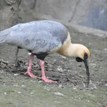 Black-faced Ibis