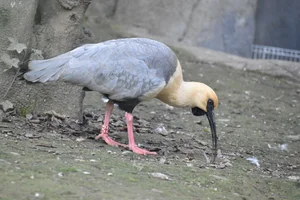 Zwartmaskeribis