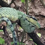 Ceylon Pit Viper
