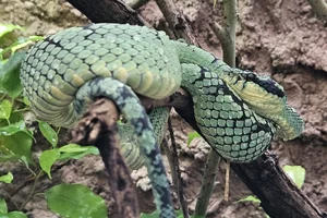 Ceylon Pit Viper