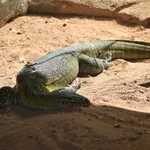 Nile Monitor