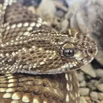 Cascabel Rattlesnake