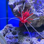 Lysmata debelius
