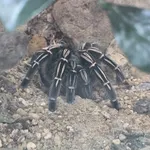 tarantula spiders