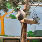 Coquerel's Sifaka