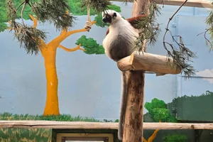 Coquerel's Sifaka