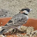 Fischer's Sparrow-lark