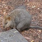 Quokka
