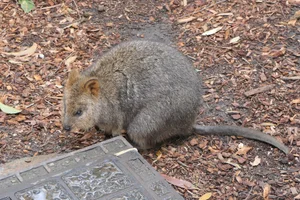 Quokka