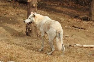 Hudson Bay wolf