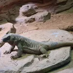 Spiny Chuckwalla