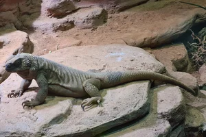 Angel Island chuckwalla
