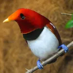 King Bird-of-paradise