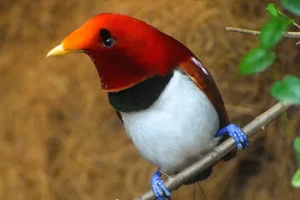 Koningsparadijsvogel