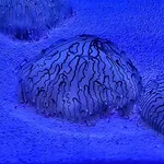 Olindias formosus (Goto, 1903)