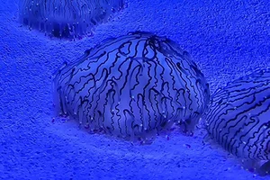 Olindias formosus