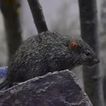 African Grass Rat