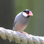 Java Sparrow