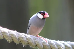 Rijstvogel