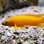 lemon cichlid
