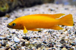 lemon cichlid