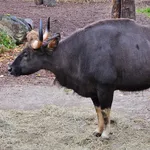 Gaur