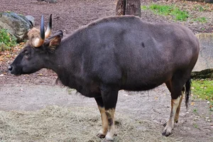 Gaur